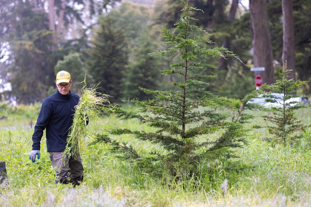 Man pruning tree