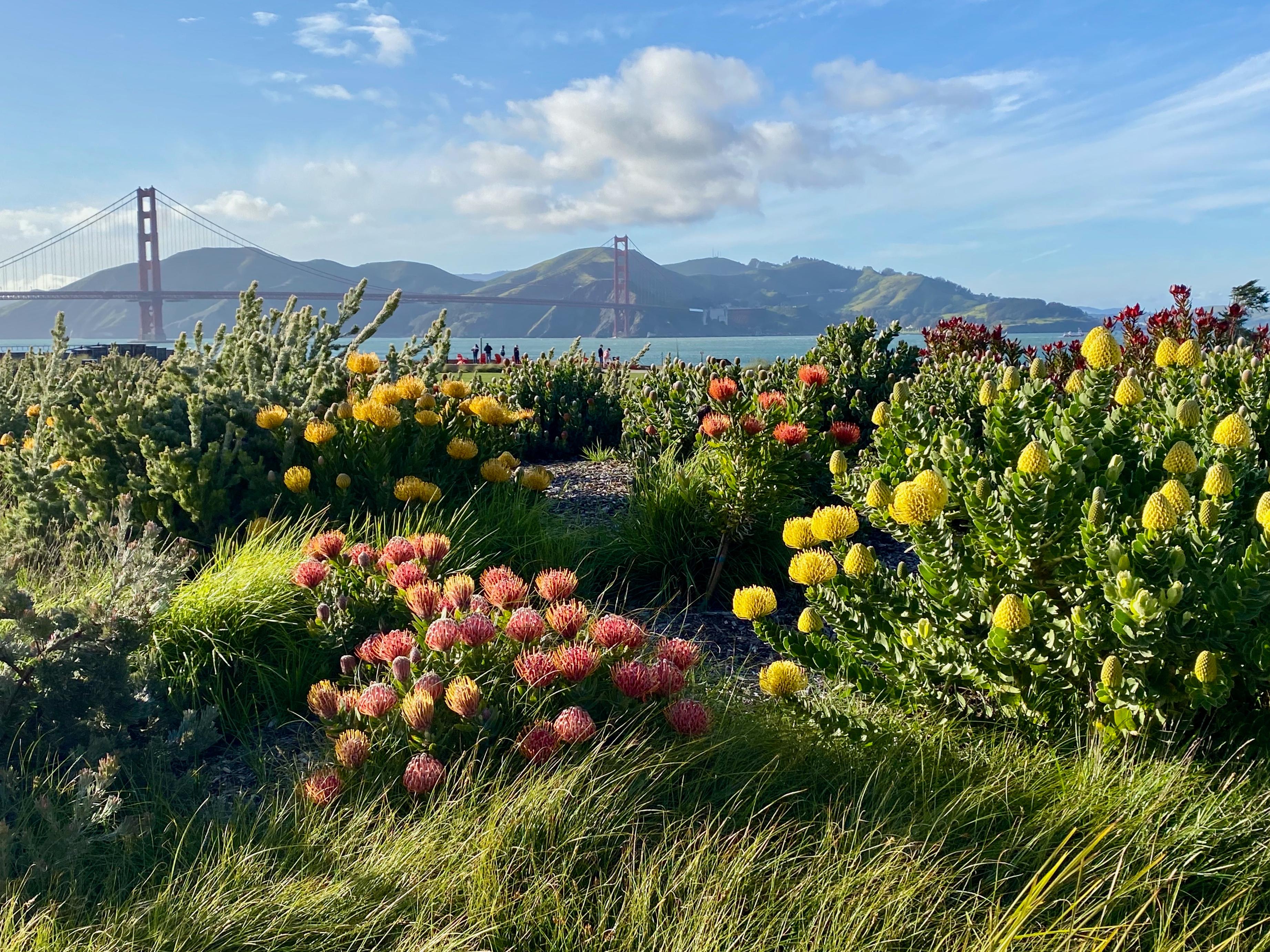 Flower on Presidio Tunnel Tops with the golden gate bridge in the background
