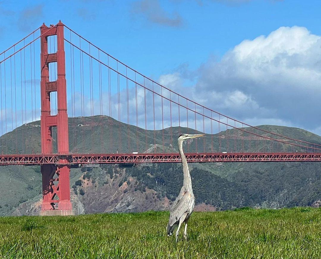 instagram of the golden gate bridge with a bird in front